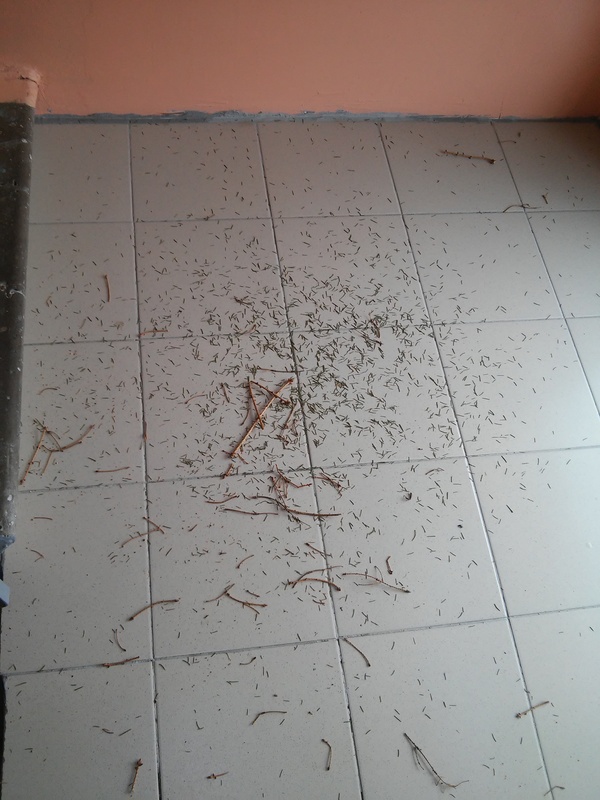 ��� ���� ������ ������))