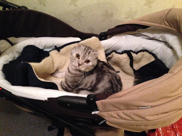 Ищу друзей сыну)