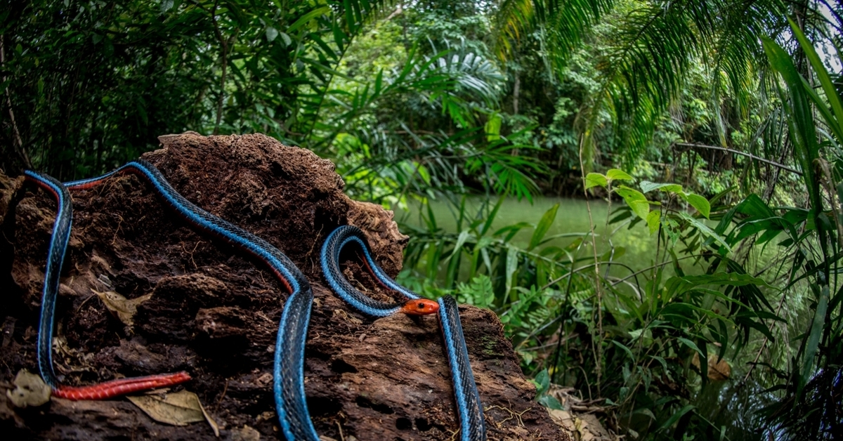 Змеи живут в тропическом лесу