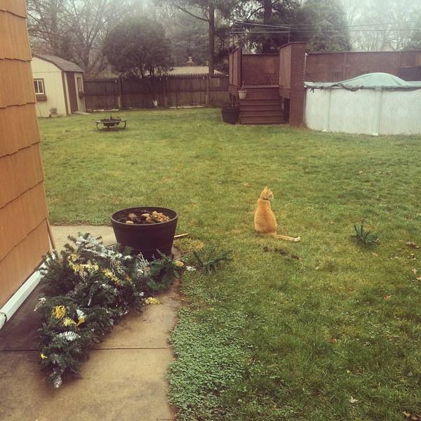 Рыжий засранец