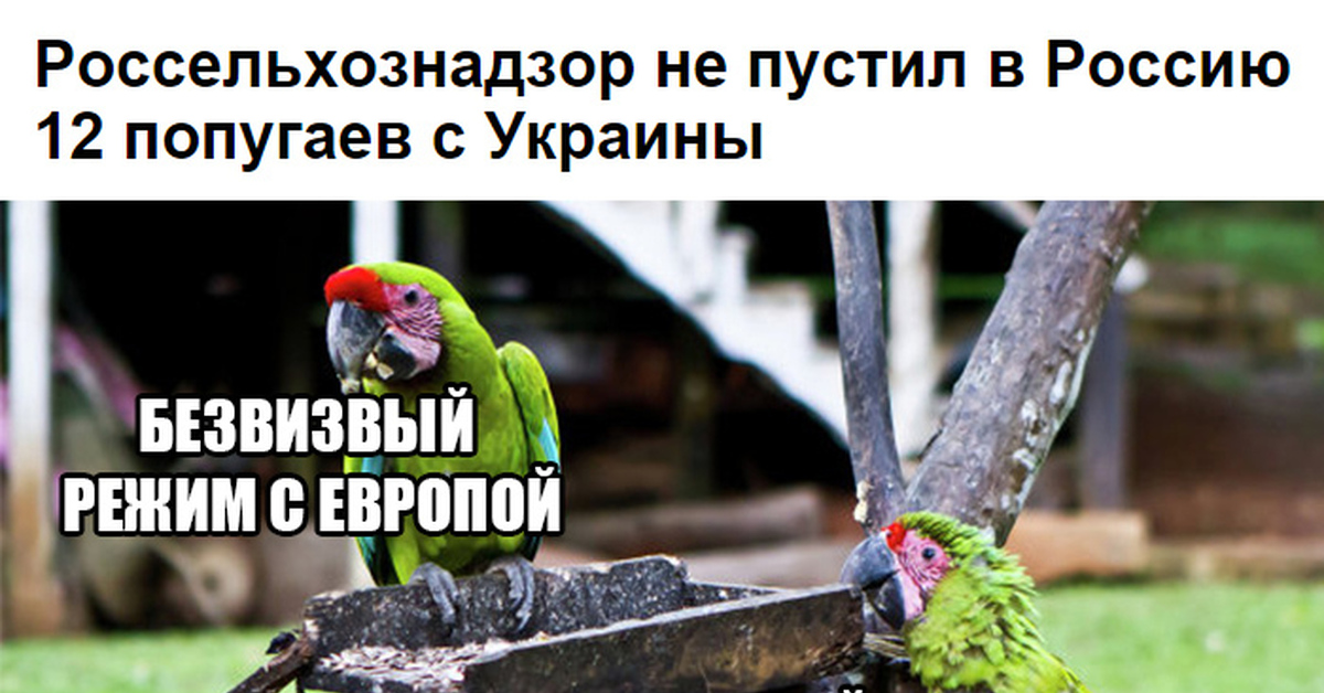 Украинские попугаи | Пикабу