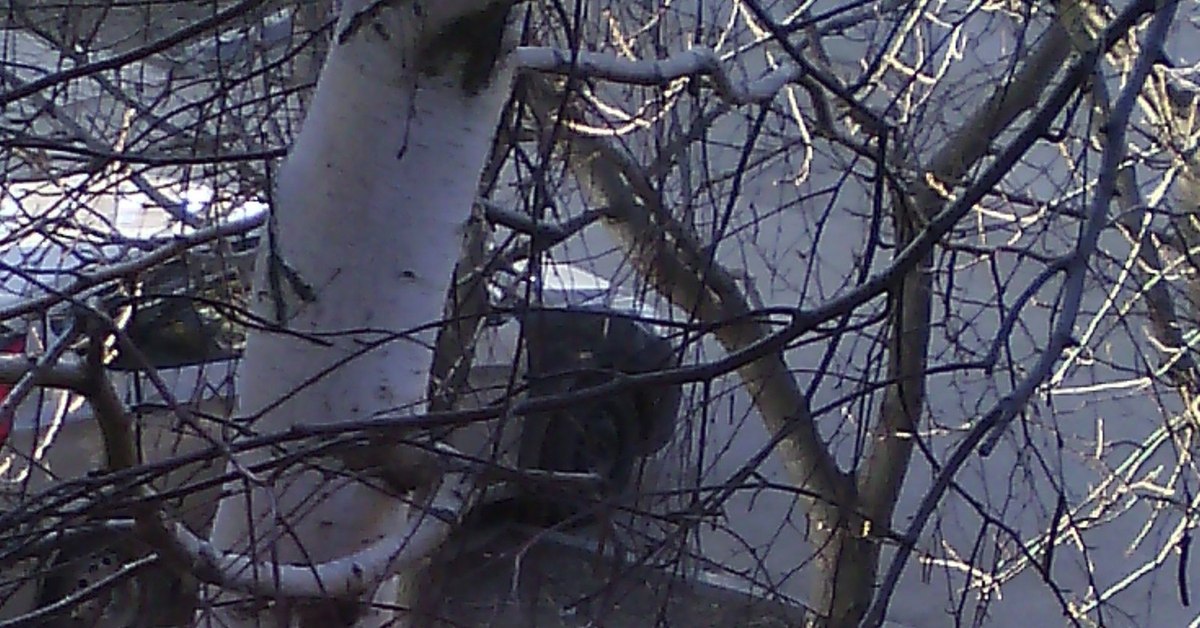 23 февраля под "стоны" такси Maxim | Пикабу