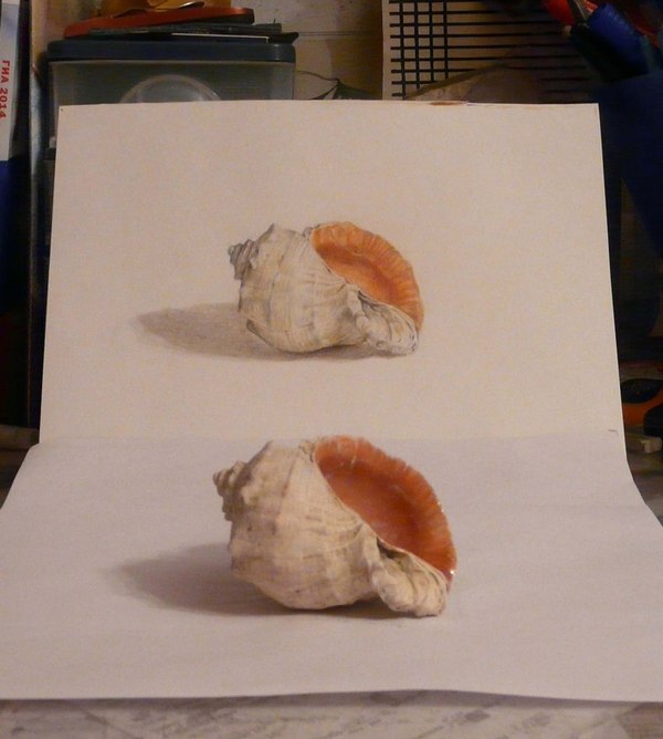 Ракушка цветными карандашими