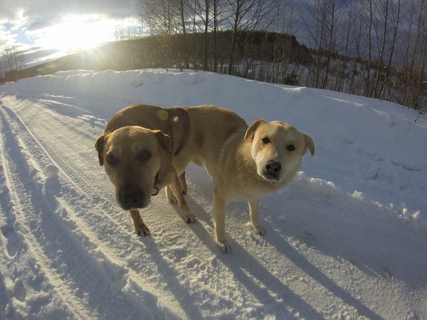 Went out for a walk with the dog. - NSFW, My, GoPRO, Dog, Spring, Snow, The sun, Strawberry