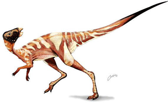 Wannanosaurus ,  , , , , Ornithischia, Wannanosaurus, 
