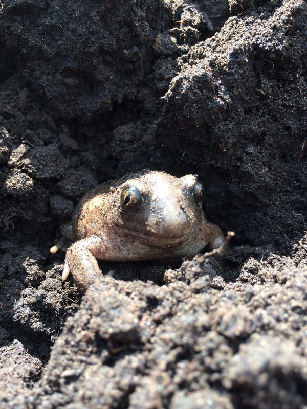 ������ �������-����������