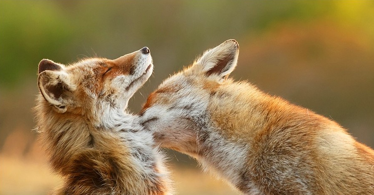 Those are foxes. Лисы любовь. Лисята обнимаются. Лисы обнимаются. Лисички обнимаются.