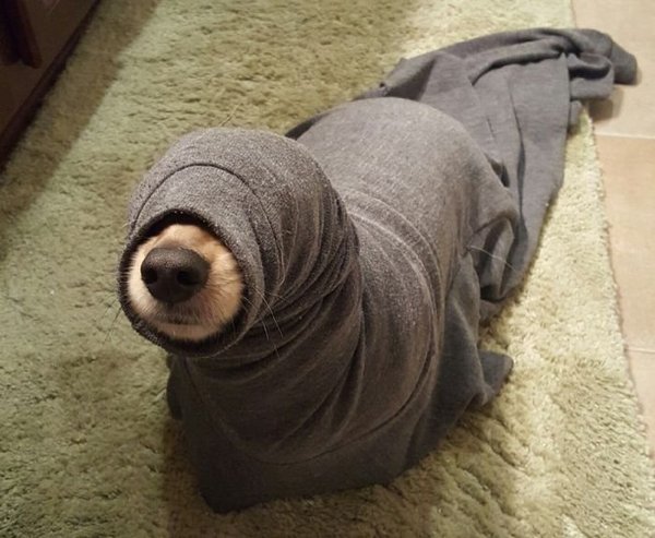 When your dog is a seal - Dog, Humor, Seal, My master is an idiot, Photo