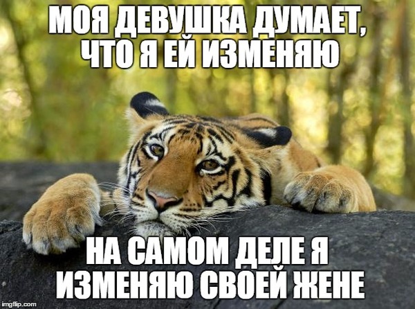     , Confession tiger, , 