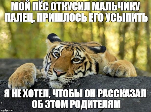     , Confession tiger, , 