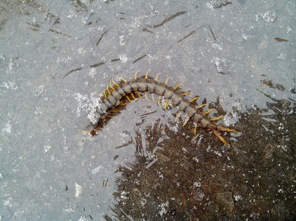  (Scolopendra gigantea) , , 