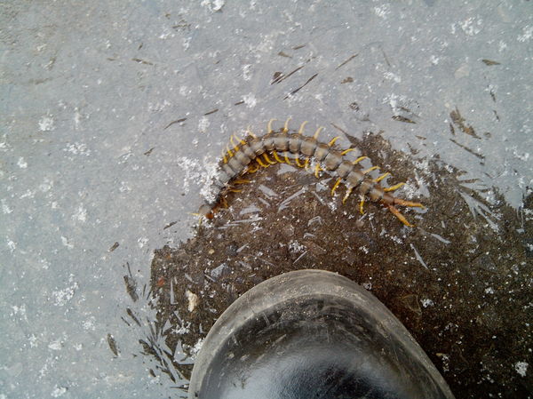  (Scolopendra gigantea) , , 