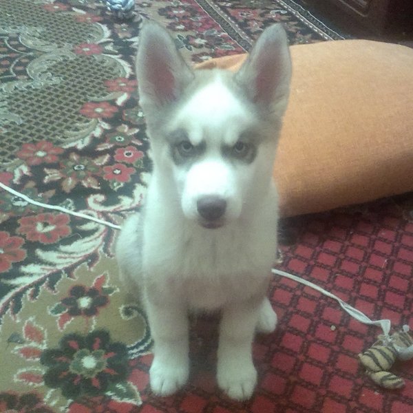 ���� �����������