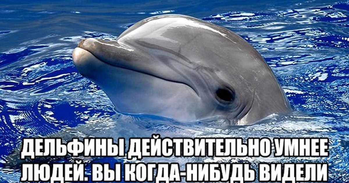 Дельфин я говорю тебе про любовь. Шутки про дельфинов. Шутка про дельфина. Дельфины умные. Дельфины умные существа.