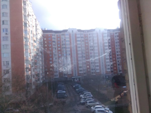 Голубь хотел к нам в офис