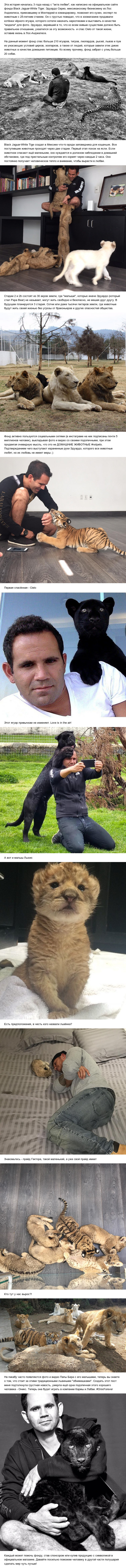   Black Jaguar-White Tiger