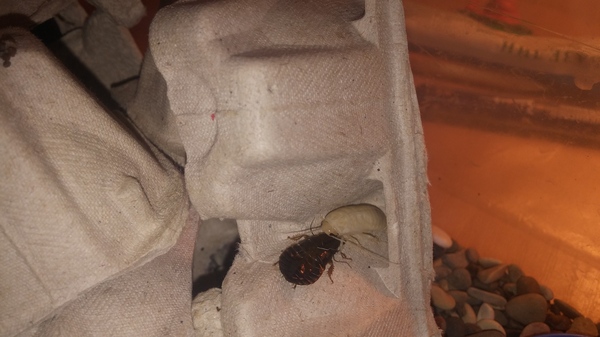 �������� ������� ��������