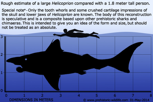  ,  , , Chondrichthyes,  , , Helicoprion, , 
