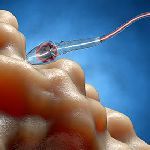 Ученые впервые успешно вырастили сперматозоиды из стволовых клеток