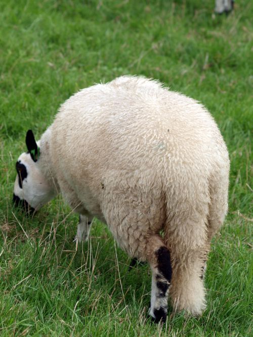 голой овцы не стригут значение