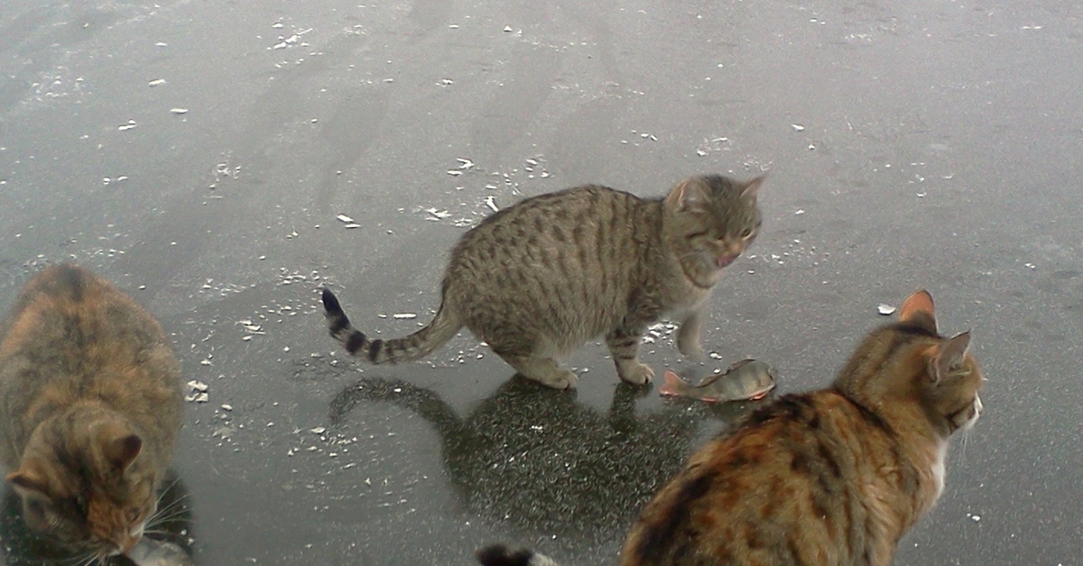 Лови кота. Котик на льду. Кот охотится на рыбу. Коты и рыба во льду. Рыбалка кот на лед.