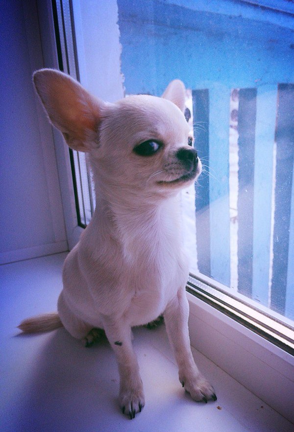 ������ �����������