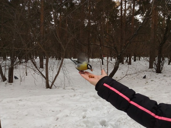 Прогулка в парке "Зелёная Роща" Белка, Птицы, Синица, Фото, Парк, Длиннопост