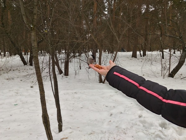 Прогулка в парке "Зелёная Роща" Белка, Птицы, Синица, Фото, Парк, Длиннопост