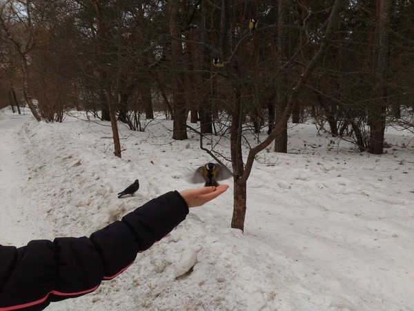 Прогулка в парке "Зелёная Роща" Белка, Птицы, Синица, Фото, Парк, Длиннопост