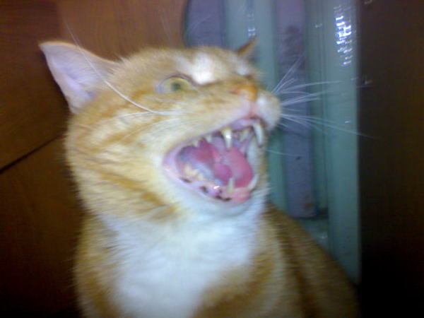 ���� ��� �������� �����