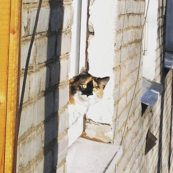 ����� � �������