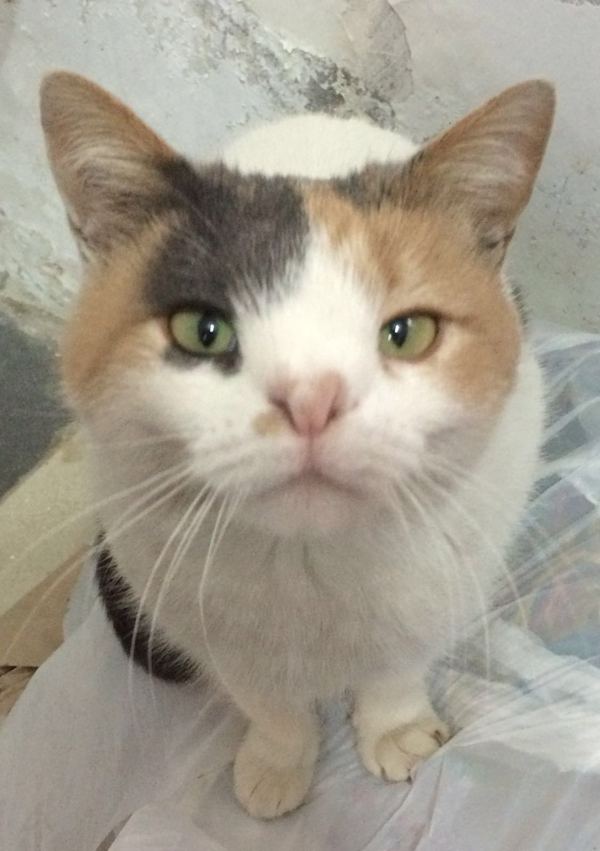 Встретил вот такого харизматичного кота