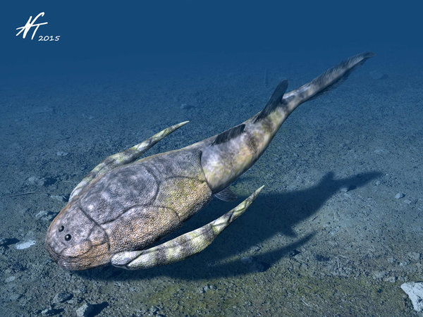 Bothriolepis ,  , , Antiarchi, Bothriolepis, 