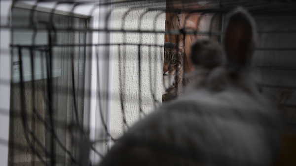 ������, ���� � ��������