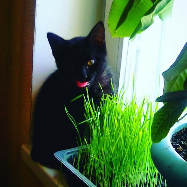 � ���� ����� - ��� ��� ����