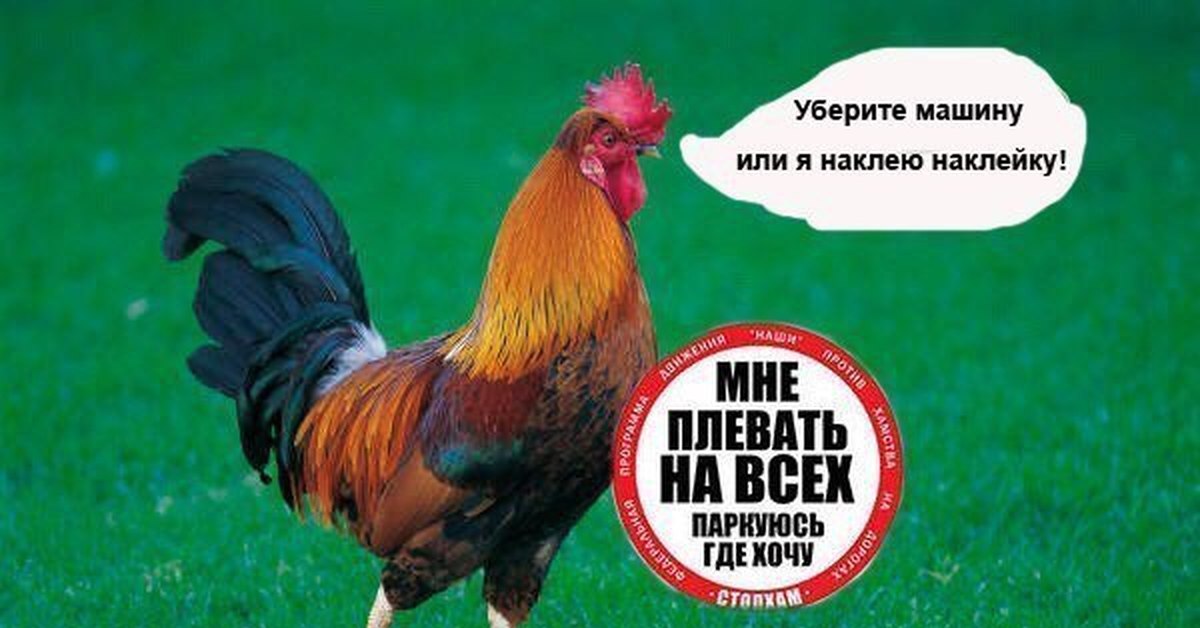 Против петуха. Ответ с юмором про петушка. Питер против петуха.