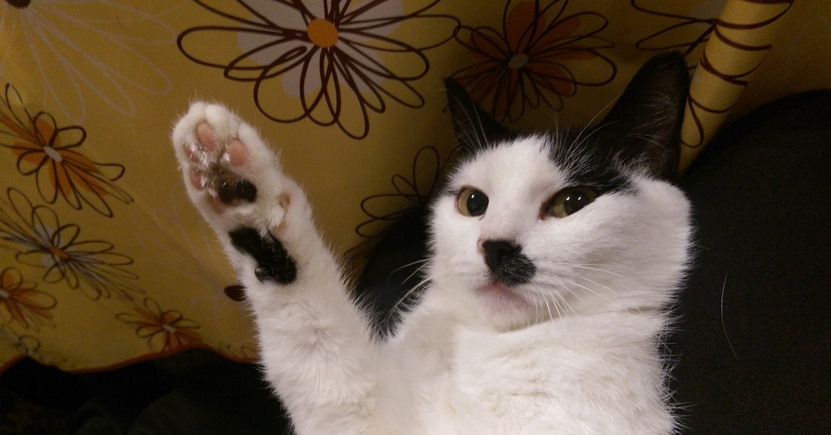 Кот кидает зигу. Зигующий кот. Кот кидает зигу. Кот кидает зигу. Котенок зигует.