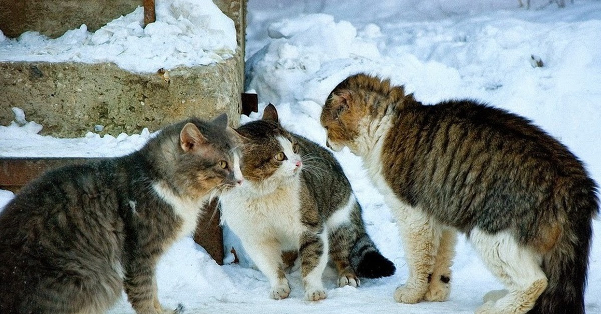 Объясни тогда. Мартовские коты дерутся. Разборки котов. Коты дерутся зимой. Три кота дерутся.