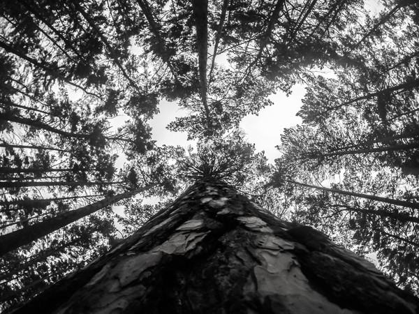 Заельцовский парк. Новосибирск.