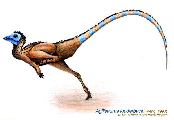  ,  , , , , Ornithischia, , Agilisaurus