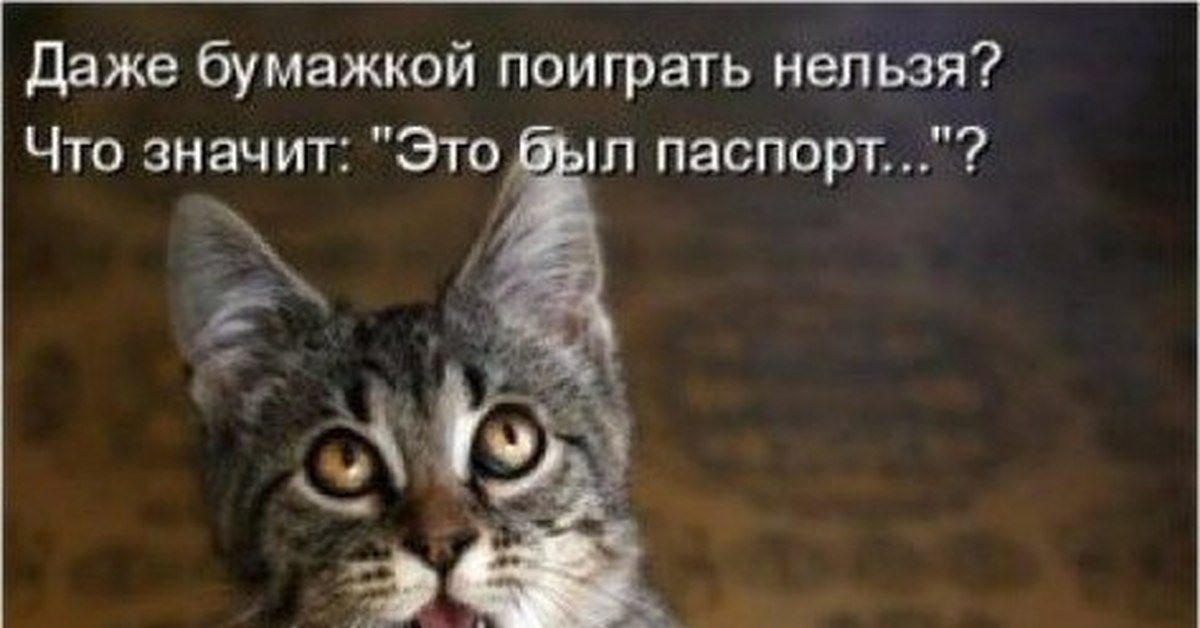 Кот есть кот) | Пикабу