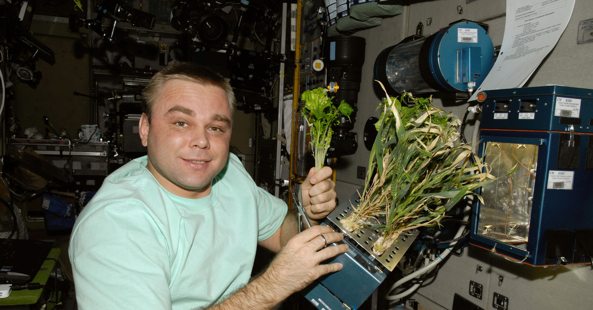 Первый овощ выращенный в космосе. Оранжерея Veggie МКС. Оранжерея на МКС 2021. Эксперименты в космосе МКС.