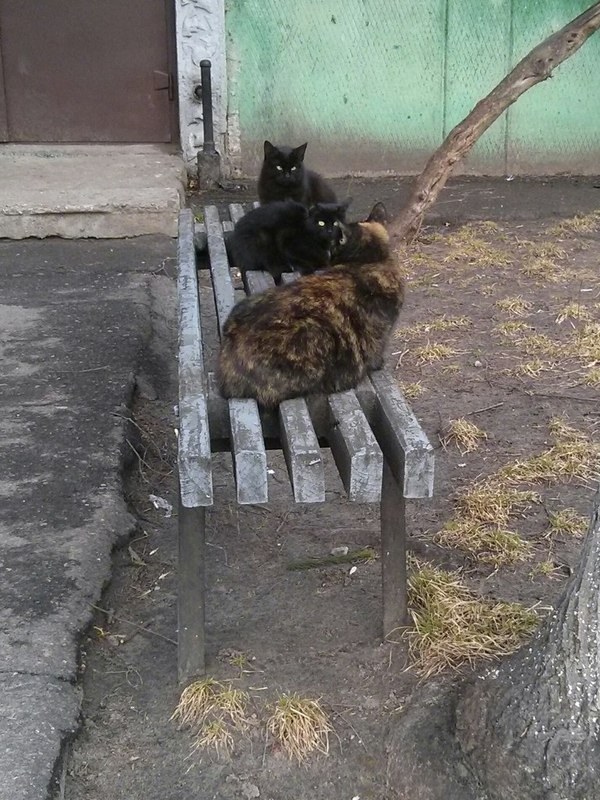 Банда котанов