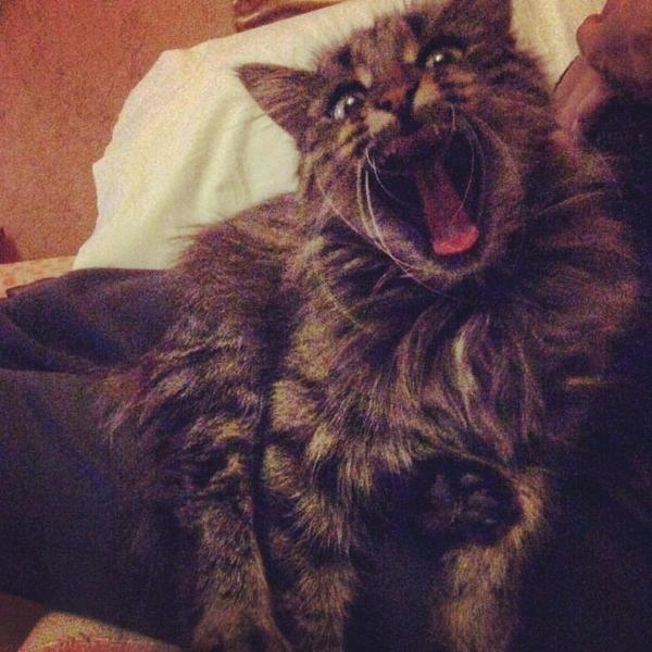 Моя кош зевнула )