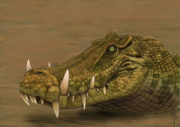 Kaprosuchus ,  , , , Crocodylomorpha, Mahajangasuchidae, Kaprosuchus, , 