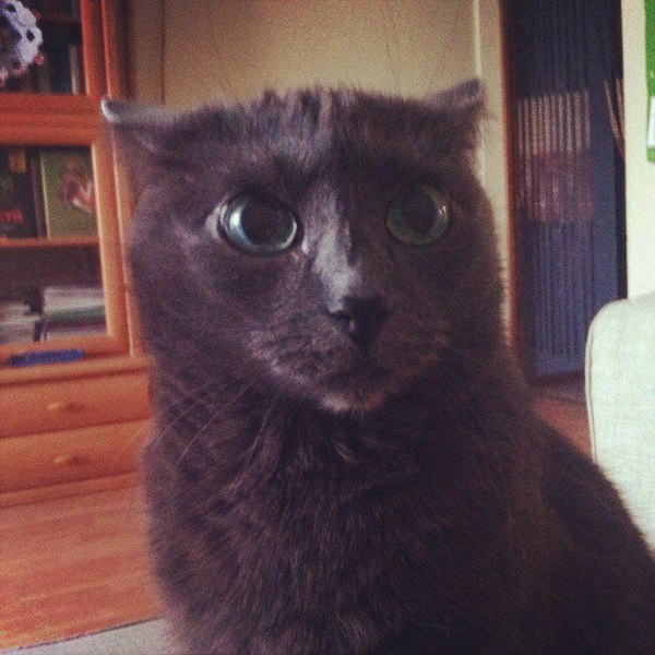 Мое лицо на планерке, когда говорит шеф.