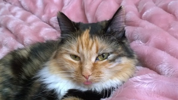 �� �������� ��������