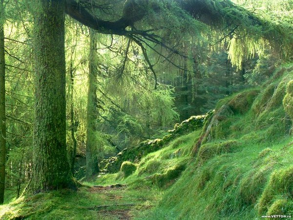 Сказочный лес