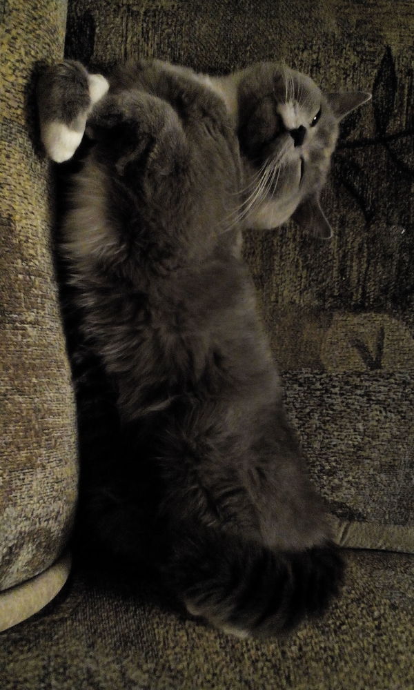 Обожает так дрыхнуть