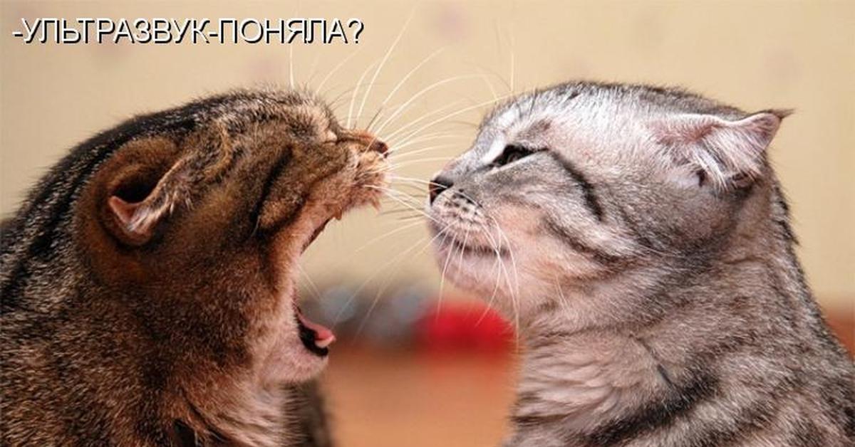 А вы тоже так делаете. Вопрос приоритетов цитаты. Так тоже будет не всегда. Выход есть всегда картинки. Так тоже будет не всегда.